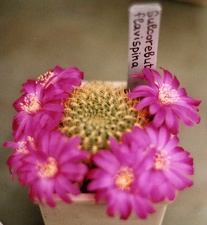 Sulcorebutia flavispina