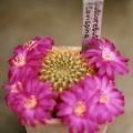 Sulcorebutia flavispina