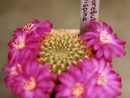 Sulcorebutia flavispina