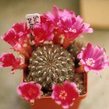 Sulcorebutia pulchra