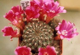 Sulcorebutia pulchra