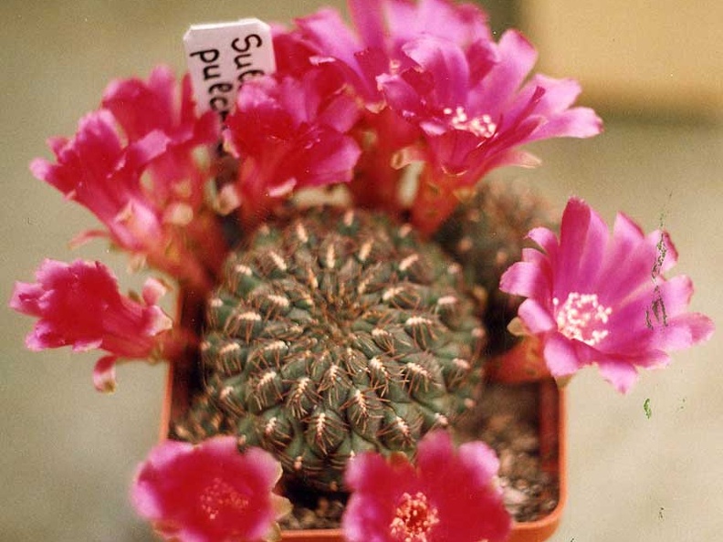 Sulcorebutia pulchra