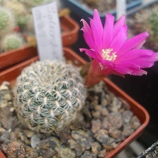 Sulcorebutia albissima