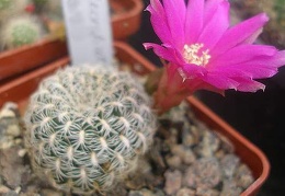 Sulcorebutia albissima