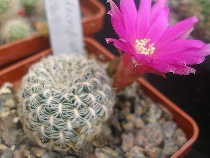 Sulcorebutia albissima