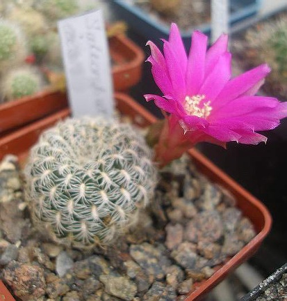 Sulcorebutia albissima