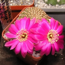 Sulcorebutia applanatawk217a