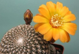 Sulcorebutia arenacea Rigum FG