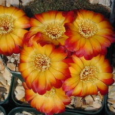 Sulcorebutia bicolor 5f