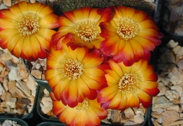 Sulcorebutia bicolor 5f