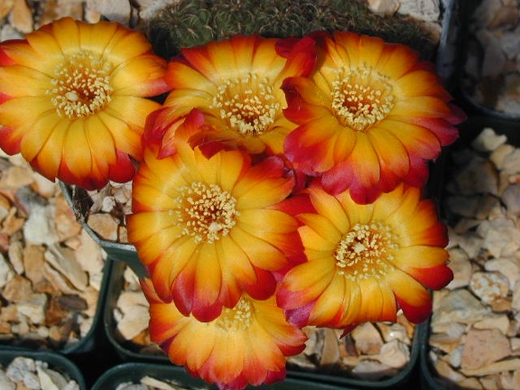 Sulcorebutia bicolor 5f