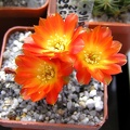 Sulcorebutia callecallensisl389