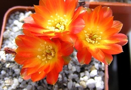 Sulcorebutia callecallensisl389