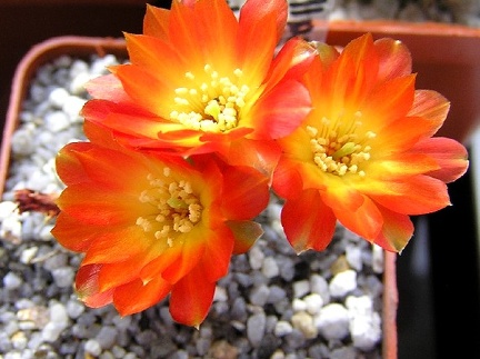 Sulcorebutia callecallensisl389