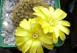 Sulcorebutia candiae1