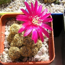 Sulcorebutia crispatahs251