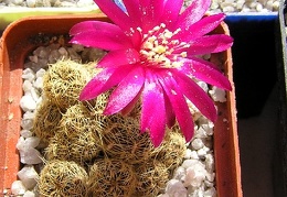 Sulcorebutia crispatahs251