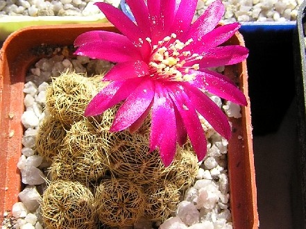 Sulcorebutia crispatahs251