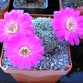 Sulcorebutia crispatahs258