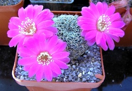 Sulcorebutia crispatahs258