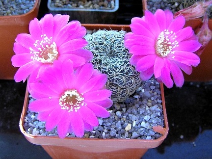 Sulcorebutia crispatahs258