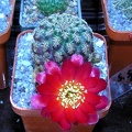 Sulcorebutia eh6266