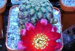 Sulcorebutia eh6266