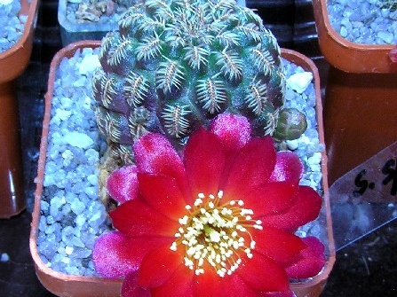 Sulcorebutia eh6266