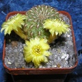 Sulcorebutia elizabethae vz204