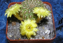 Sulcorebutia elizabethae vz204