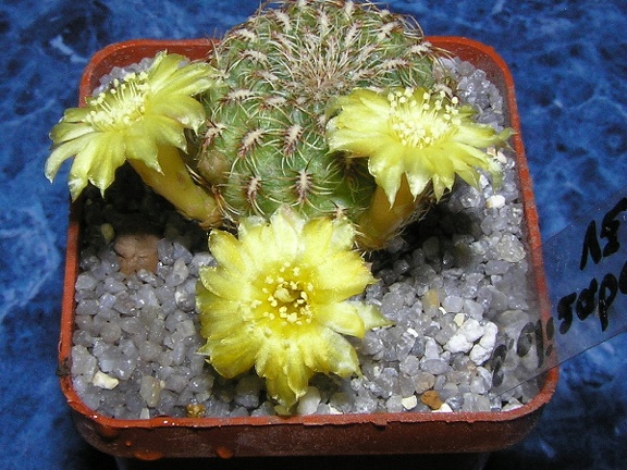 Sulcorebutia elizabethae vz204