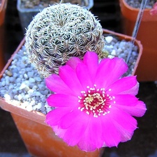 Sulcorebutia gemmaegr18