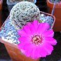Sulcorebutia gemmaegr18