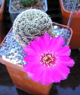 Sulcorebutia gemmaegr18