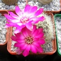 Sulcorebutia geroseniliskk2005