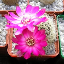Sulcorebutia geroseniliskk2005