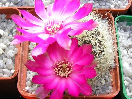 Sulcorebutia geroseniliskk2005