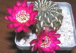 Sulcorebutia heinziihs151