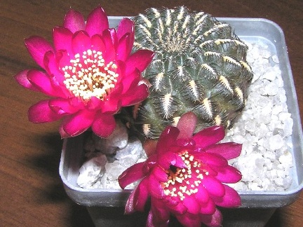 Sulcorebutia heinziihs151