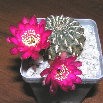 Sulcorebutia heinziihs151