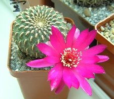 Sulcorebutia henziijk153