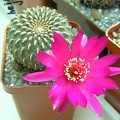 Sulcorebutia henziijk153