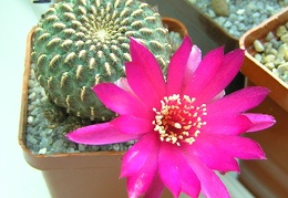 Sulcorebutia henziijk153