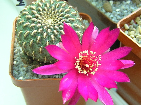 Sulcorebutia henziijk153
