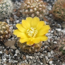 Sulcorebutia krahnii HS 33