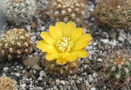 Sulcorebutia krahnii HS 33