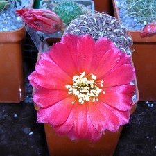 Sulcorebutia marianahs15