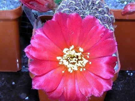 Sulcorebutia marianahs15
