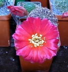 Sulcorebutia marianahs15