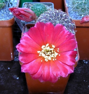 Sulcorebutia marianahs15